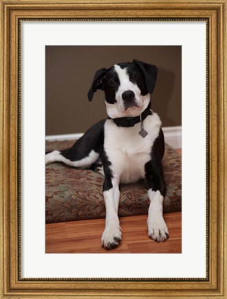 Framed British Columbia, Mission, coon hound dog Print
