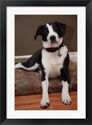 Framed British Columbia, Mission, coon hound dog Print