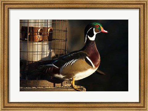 Framed Wood Duck Drake, George C Reifel Migratory Bird Sanctuary, Westham Island, British Columbia, Canada Print