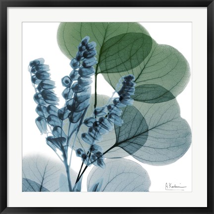 Framed Lilly Of Eucalyptus Print