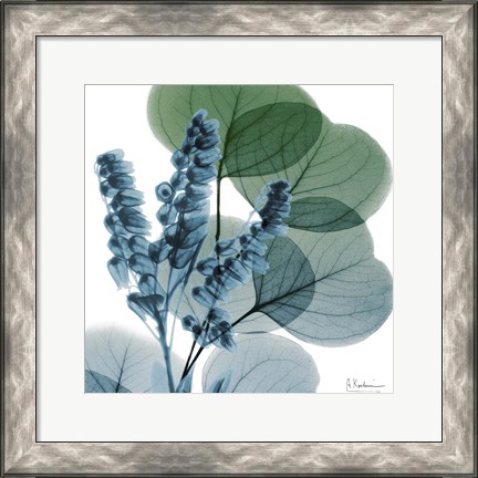 Framed Lilly Of Eucalyptus Print