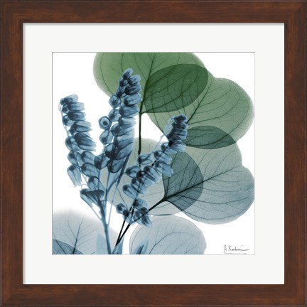 Framed Lilly Of Eucalyptus Print