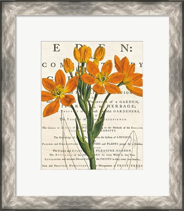 Framed Euphorbia Botany Print