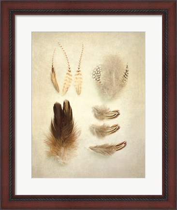 Framed Feathers II Print