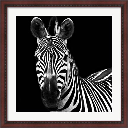 Framed Zebra II Square Print