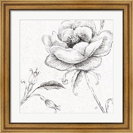 Framed Blossom Sketches II Print
