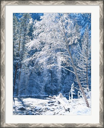 Framed Snow covered trees along Merced River, Yosemite Valley, Yosemite National Park, California Print