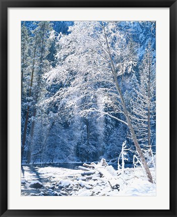 Framed Snow covered trees along Merced River, Yosemite Valley, Yosemite National Park, California Print