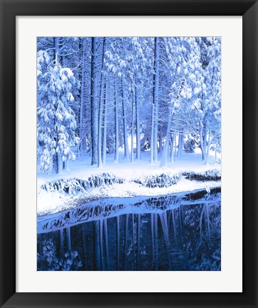 Framed Winter, Conifers, Merced River, Yosemite Valley CA Print