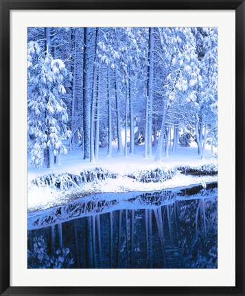 Framed Winter, Conifers, Merced River, Yosemite Valley CA Print