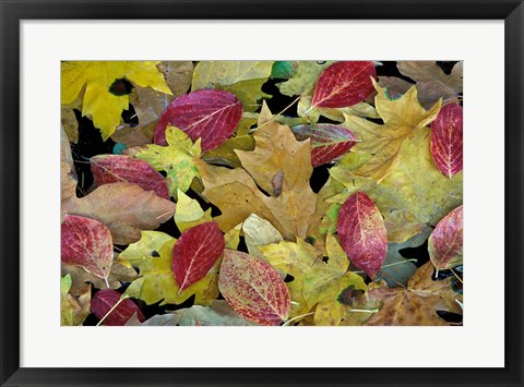 Framed Leaf Pattern, Merced River, Yosemite National Park, California Print