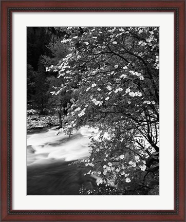 Framed Pacific Dogwood tree, Merced River, Yosemite National Park, California Print