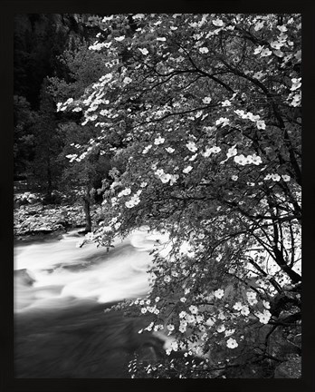 Framed Pacific Dogwood tree, Merced River, Yosemite National Park, California Print