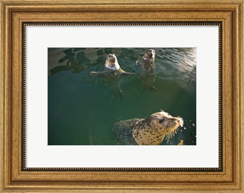 Framed British Columbia, Victoria, Harbor Seals, Oak Bay Print
