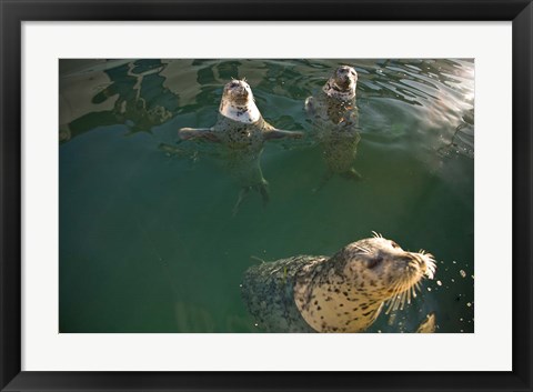 Framed British Columbia, Victoria, Harbor Seals, Oak Bay Print