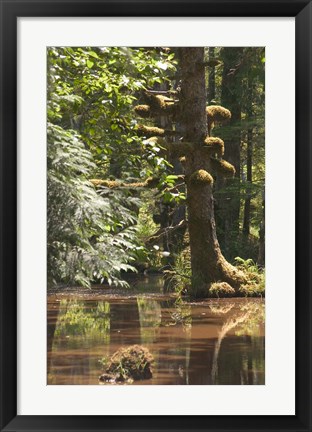 Framed Rainforest and Swamp, Queen Charlotte Islands, Canada Print