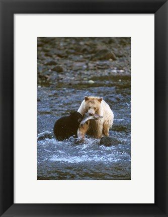 Framed Sow with Cub Eating Fish, Rainforest of British Columbia Print