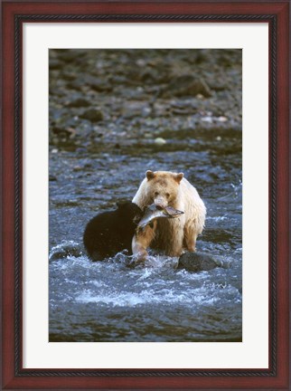 Framed Sow with Cub Eating Fish, Rainforest of British Columbia Print