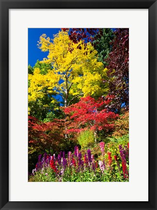 Framed Autumn Color, Butchard Gardens, Victoria, British Columbia, Canada Print