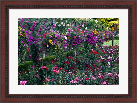Framed Rose Garden at Butchard Gardens In Full Bloom, Victoria, British Columbia, Canada Print