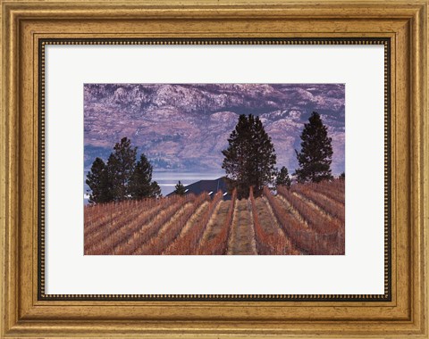 Framed Vineyard and lake, West Kelowna, Okanagan Valley, British Columbia, Canada Print