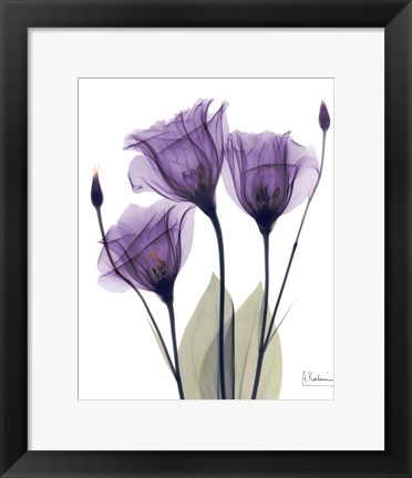 Framed Gentian Hope Print