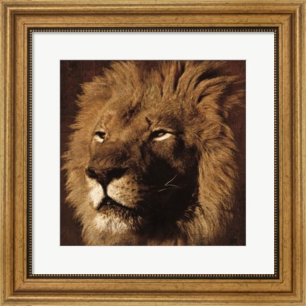 Framed Lion 2 Print