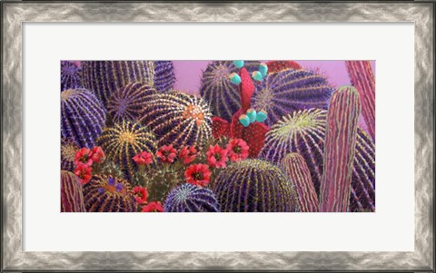 Framed Barrel Cactus 1 Print