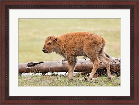 Framed Baby Bison, Yellowstone National Park, Wyoming Print