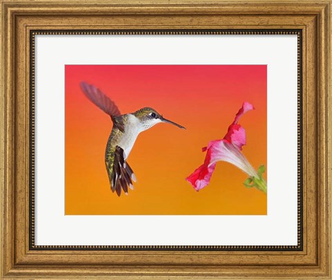 Framed Flower Dance I Print