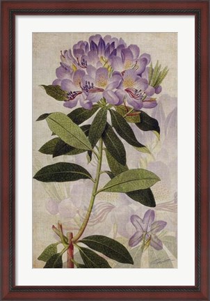 Framed Rhododendron II Print