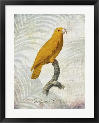 Framed Parrot Jungle V Print