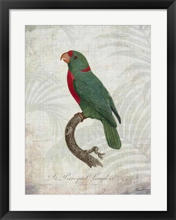 Framed Parrot Jungle VI Print