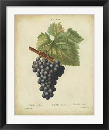 Framed Antique Bessa Grapes I Print