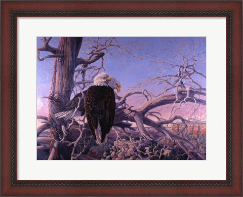 Framed Bald Eagles Print
