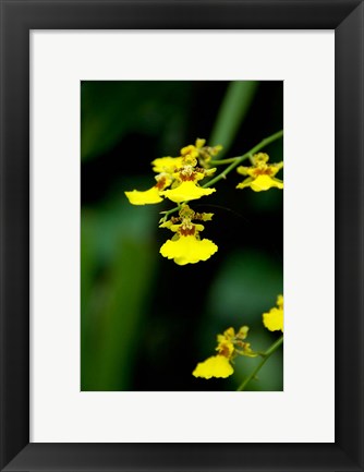Framed Singapore, Dancing Lady Orchid flower Print