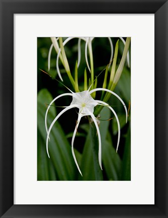 Framed National Orchid Garden, Singapore Print