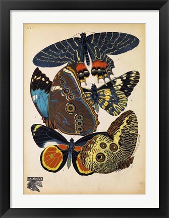 Framed Butterflies Plate 10 Print