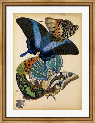 Framed Butterflies Plate 4 Print