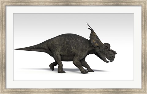 Framed Achelousaurus dinosaur Print