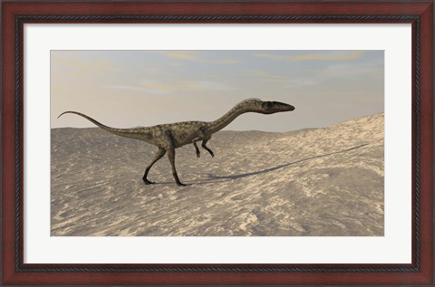 Framed Coelophysis Walking through Desert Print