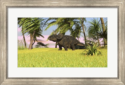 Framed Triceratops Roaming a Tropical Environment Print