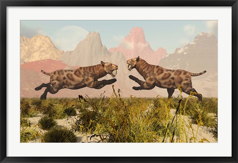 Framed Sabre Tooth Tigers Print