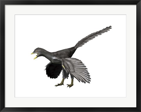 Framed Archaeopteryx Lithographica Print