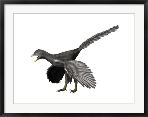 Framed Archaeopteryx Lithographica Print