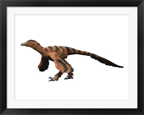 Framed Sinornithosaurus Dinosaur Print