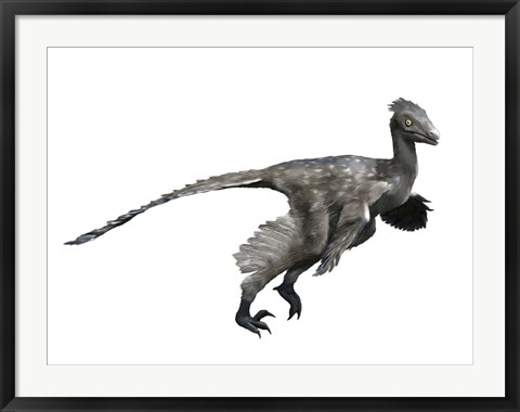 Framed Troodon Dinosaur Print