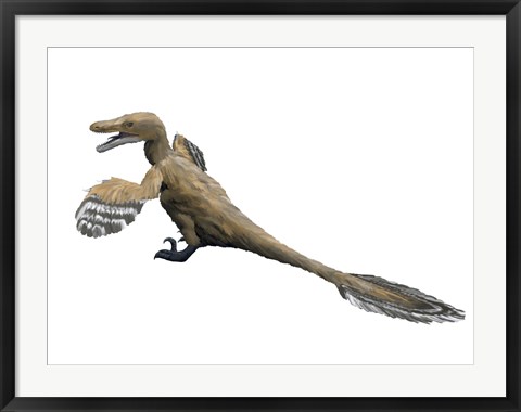 Framed Velociraptor Mongoliensis Print