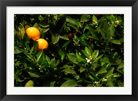 Framed Orange Tree, Tenerife, Canary Islands, Spain Print