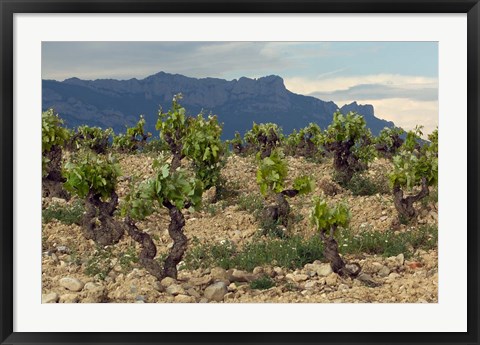 Framed Vineyard along the San Vicente to Banos de Ebro Road, La Rioja, Spain Print